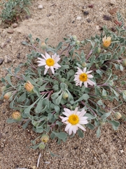 Townsendia florifera