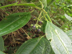 Miconia leahirtella