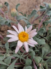 Townsendia florifera