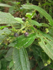 Miconia leahirtella