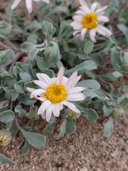 Townsendia florifera