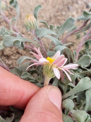 Townsendia florifera