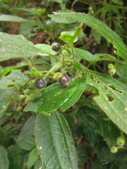 Miconia leahirtella