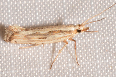 Plutella porrectella