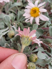 Townsendia florifera