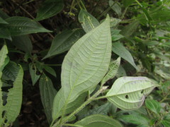 Miconia leahirtella