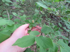 Philadelphus hirsutus