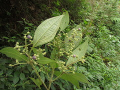 Miconia leahirtella