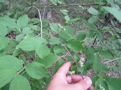 Philadelphus hirsutus