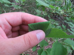 Philadelphus hirsutus