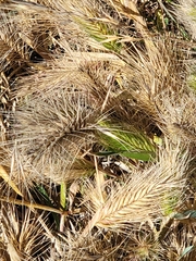 Hordeum marinum