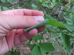 Philadelphus hirsutus