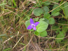 Coccocypselum pulchellum