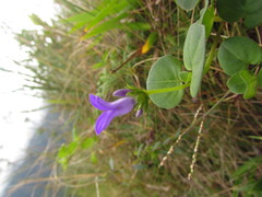 Coccocypselum pulchellum