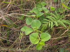 Coccocypselum pulchellum