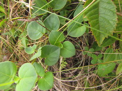 Coccocypselum pulchellum