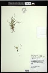 Carex deflexa
