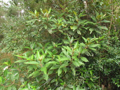 Miconia cinerascens