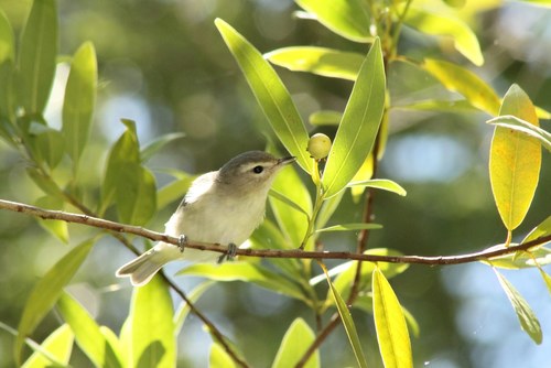 iNaturalist observation photo of Western Warbling Vireo