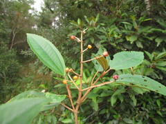 Miconia cinerascens