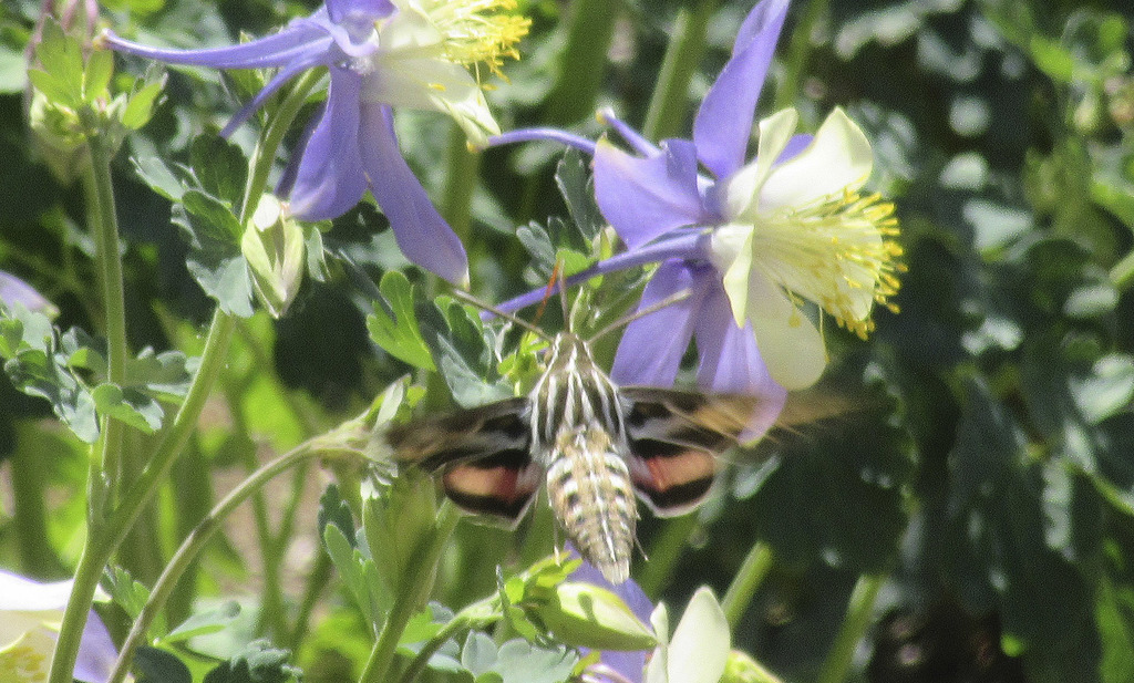 White-lined Sphinx from Montrose County, CO, USA on May 18, 2022 at 03: ...