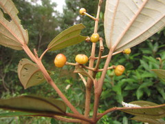 Miconia cinerascens