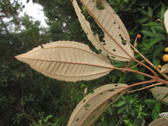 Miconia cinerascens