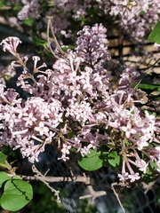 Syringa meyeri
