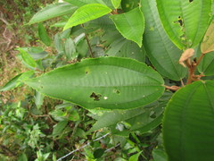 Miconia cinerascens