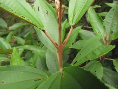 Miconia cinerascens