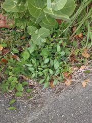 Stachytarpheta jamaicensis