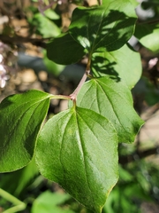 Syringa meyeri
