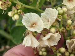 Cordia dentata