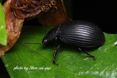Heterotarsus
