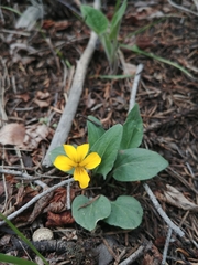 Viola praemorsa