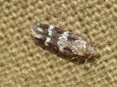 Mompha sturnipennella