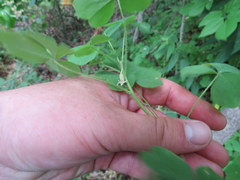 Oxalis illinoensis