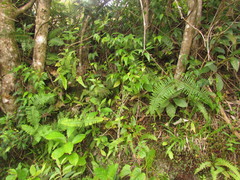Dicranopteris nervosa