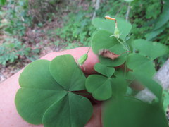 Oxalis illinoensis