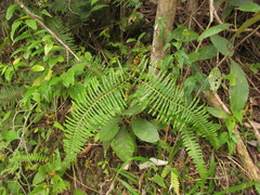 Dicranopteris nervosa