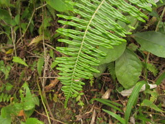 Dicranopteris nervosa