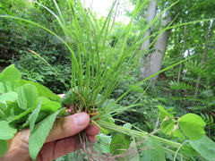 Carex jamesii