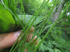 Carex jamesii