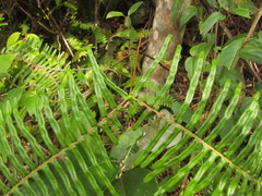 Dicranopteris nervosa
