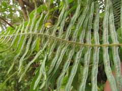 Dicranopteris nervosa