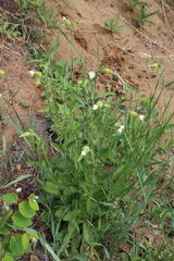 Behenantha