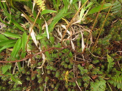Dicranopteris nervosa