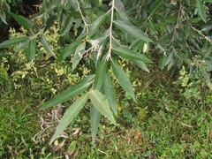 Piptocarpha angustifolia