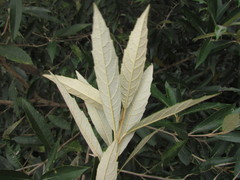 Piptocarpha angustifolia