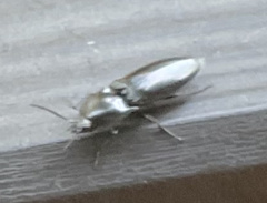 Melanactes